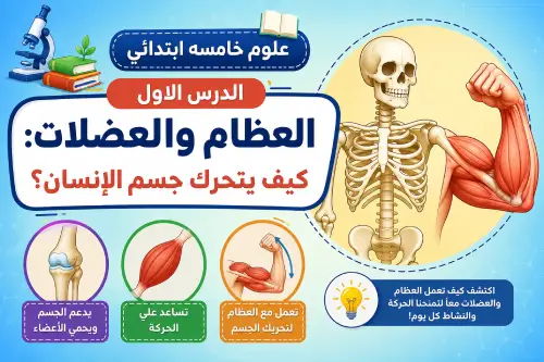 علوم خامسه ابتدائي الدرس الاول | العظام والعضلات: كيف يتحرك جسم الإنسان؟